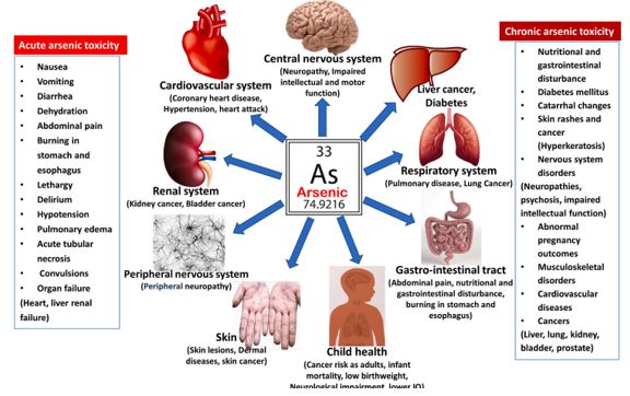 Toxic mechanism of Arsenic are well documented in studies as shown above.