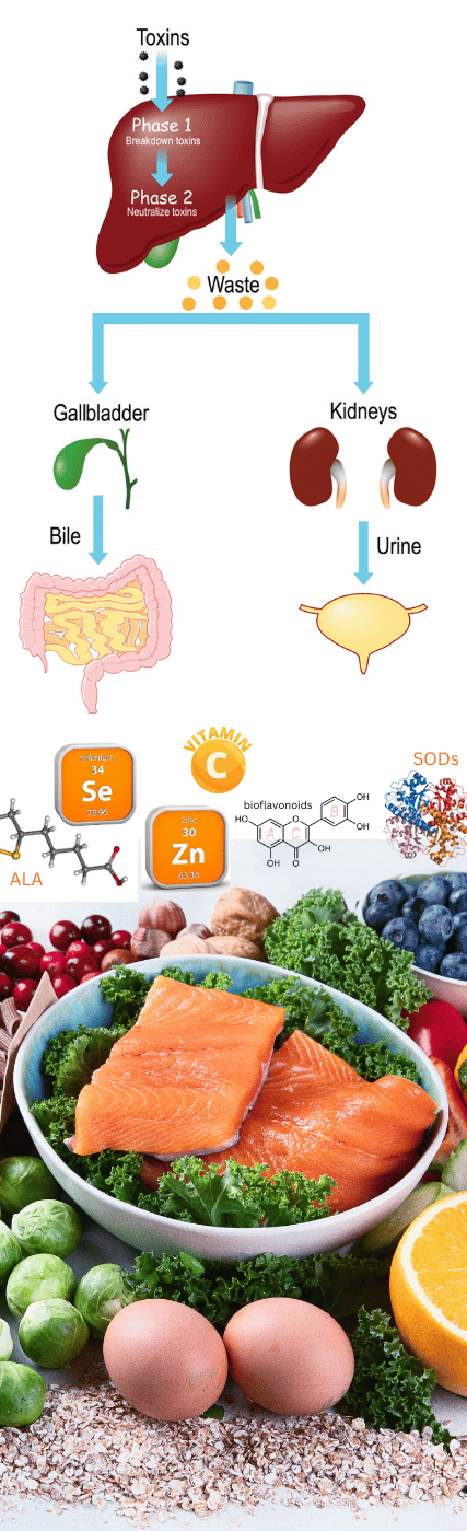 Nutrient Support for Detoxification