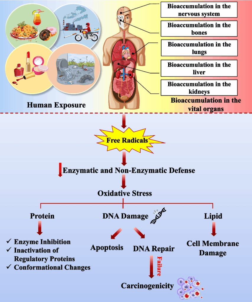 Mechanism of toxicity and carcinogenicity of metals after human exposure