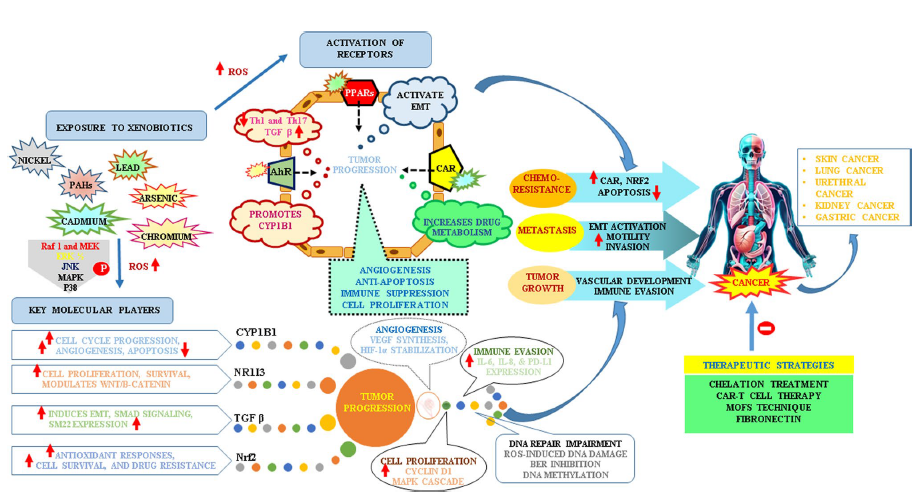 Unraveling the role of heavy metals xenobiotics in cancer: a critical review