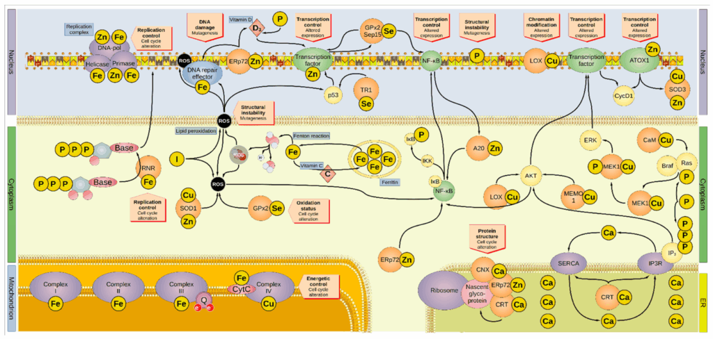 Overview of the involvement of minerals in oncogenesis. Minerals are involved in several and overlapping cellular pathways. Tobalina L, et al. Metals and trace elements in cancer development: Molecular mechanisms and cellular pathways. Cancers.
