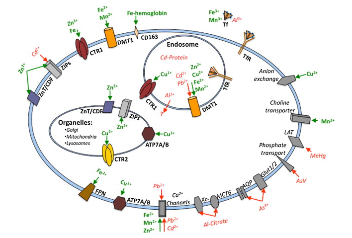 Mechanisms of cellular transport of metals